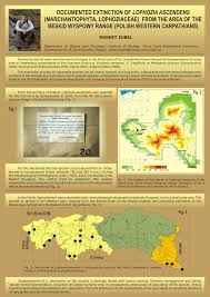 Attēlu rezultāti vaicājumam “Lophozia ascendens”