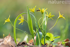 Attēlu rezultāti vaicājumam “Gagea lutea”