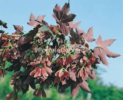 Attēlu rezultāti vaicājumam “Acer pseudoplatanus fo. purpurascens”