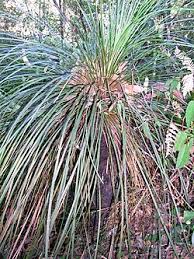 Attēlu rezultāti vaicājumam “Xanthorrhoeaceae”