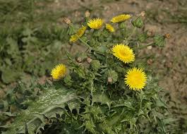 Attēlu rezultāti vaicājumam “Sonchus asper flower”