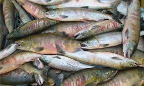 Image result for Oncorhynchus keta
