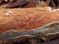 Attēlu rezultāti vaicājumam “Gloeoporus taxicola”