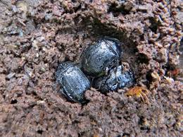 Attēlu rezultāti vaicājumam “Phosphuga atrata”