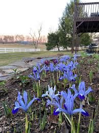 Attēlu rezultāti vaicājumam “Iris reticulata”