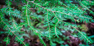 Attēlu rezultāti vaicājumam “Tsuga canadensis”