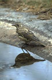 Attēlu rezultāti vaicājumam “Turdus viscivorus”