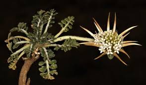 Attēlu rezultāti vaicājumam “Valerianaceae”