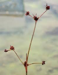 Attēlu rezultāti vaicājumam “Juncus bulbosus fruit”