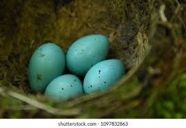 Attēlu rezultāti vaicājumam “Turdus philomelos nest”