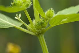 Attēlu rezultāti vaicājumam “Mercurialis perennis bud”