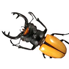 Attēlu rezultāti vaicājumam “Lucanidae”