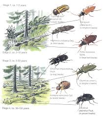 Attēlu rezultāti vaicājumam “Harminius undulatus”