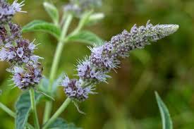 Attēlu rezultāti vaicājumam “Mentha longifolia”