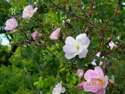 Attēlu rezultāti vaicājumam “Rosa majalis”