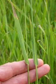 Attēlu rezultāti vaicājumam “Elytrigia repens subsp. arenosa”