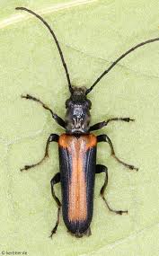 Attēlu rezultāti vaicājumam “Oedemera femorata”