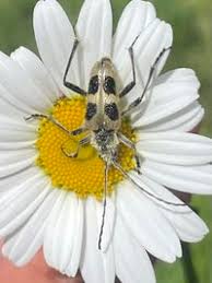 Attēlu rezultāti vaicājumam “Pachyta quadrimaculata”