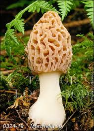 Attēlu rezultāti vaicājumam “Morchella sp.”