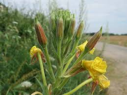 Attēlu rezultāti vaicājumam “Oenothera biennis bud”
