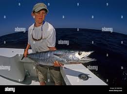 Image result for Acanthocybium solandri