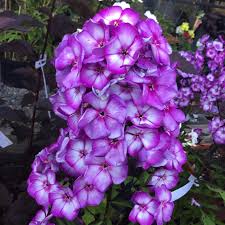 Image result for Phlox paniculata `Sweet Summer`
