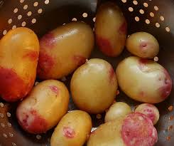 Attēlu rezultāti vaicājumam “Heracleum sphondylium subsp. sibiricum fruit”