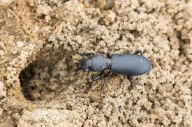 Attēlu rezultāti vaicājumam “Broscus cephalotes”