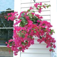 Image result for bougainvillea