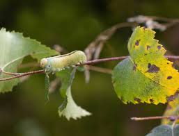 Attēlu rezultāti vaicājumam “Cimbex femoratus”