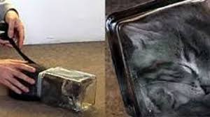 Kuvahaun tulos haulle bonsaikitten