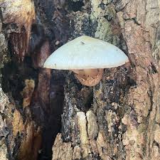 Attēlu rezultāti vaicājumam “Volvariella bombycina”