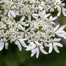 Attēlu rezultāti vaicājumam “Heracleum sphondylium subsp. sibiricum”