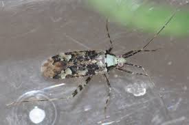 Attēlu rezultāti vaicājumam “Phytocoris tiliae”