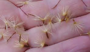 Attēlu rezultāti vaicājumam “Serratula tinctoria leaf”