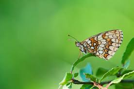 Attēlu rezultāti vaicājumam “Mellicta athalia”