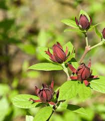 Attēlu rezultāti vaicājumam “Calycanthus floridus”