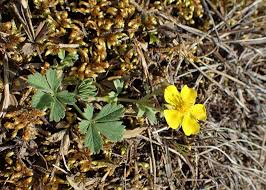 Attēlu rezultāti vaicājumam “Potentilla arenaria flower”