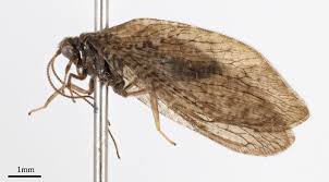 Attēlu rezultāti vaicājumam “Hemerobius perelegans”