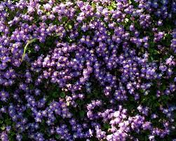 Attēlu rezultāti vaicājumam “Cymbalaria muralis leaf”
