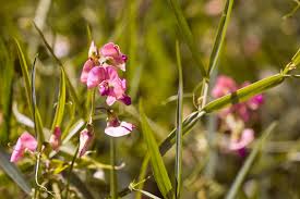 Attēlu rezultāti vaicājumam “Lathyrus tuberosus flower”