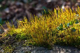 Attēlu rezultāti vaicājumam “Tortula muralis”