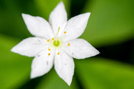 Attēlu rezultāti vaicājumam “Trientalis europaea flower”