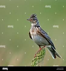 Attēlu rezultāti vaicājumam “Alauda arvensis”