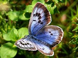 Attēlu rezultāti vaicājumam “Maculinea alcon upperside”