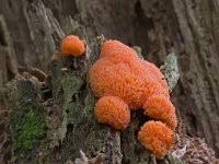 Attēlu rezultāti vaicājumam “Trichia varia”