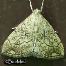 Attēlu rezultāti vaicājumam “Evergestis pallidata”