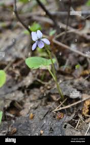 Attēlu rezultāti vaicājumam “Viola epipsila flower”