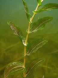 Attēlu rezultāti vaicājumam “Potamogeton perfoliatus”