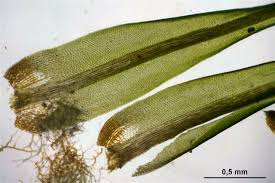 Attēlu rezultāti vaicājumam “Dicranum viride”